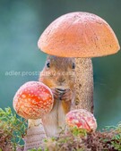 Анкета проститутки Ася - метро Басманный, возраст - 34